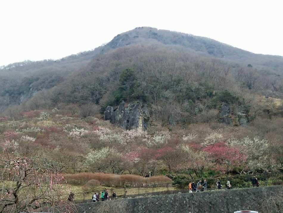 Yugawara Onsen Ryokan Uohan Rom bilde